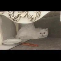 واگذاری گربه های فلت