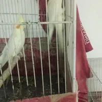 یک جفت عروس هلندی یک جفت مرغ عشق|پرنده|مشهد, گلشور|دیوار