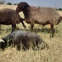 قوچ همو چهار دندون بسیار درشت خوشتیپ بدون گوش