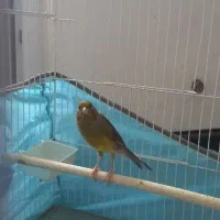 قناری سبز ماده آماده