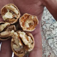 گردو و بادوم درختی