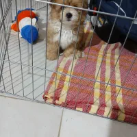 شیتزومالتیز|سگ|رشت, کوی طالقانی|دیوار