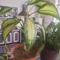 رو بالشتی وگل طبیعی|سرویس روتختی|یاسوج, |دیوار