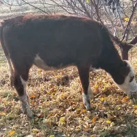 گوساله اصل سمینتال پای کل وگوسال