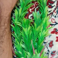 اکواریوم با ماهی و تجهیزات کامل|ماهی|پاکدشت, شهرک امام رضا|دیوار