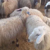 ۱۸راس میش ترکی ودورگ جفتی ۲۸۵۰۰۰۰۰|حیوانات مزرعه|بهمن صغاد, |دیوار