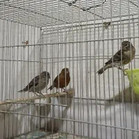 جوجه قنار،ی سوخته و رنگی