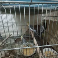 جفت عروس با جوجه