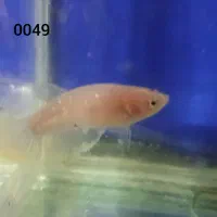 ماهی فایتر ماده|ماهی|خرم‌آباد, |دیوار