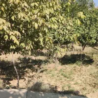 باغ روستای قلعه اقا بخش لنجان|فروش دفتر صنعتی، کشاورزی، تجاری|باغ بهادران, |دیوار