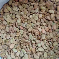 باقالی مازندران|خوردنی و آشامیدنی|طارم, |دیوار