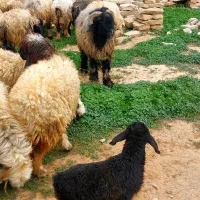 میش داشتی|حیوانات مزرعه|مسجد سلیمان, |دیوار