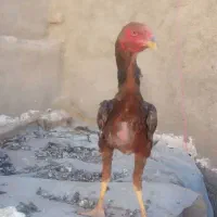 خروس لاری