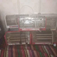 بخاری ابسال