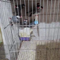 فنچ نرگسی سالم جفتی  800|پرنده|اصفهان, سپاهان‌شهر|دیوار