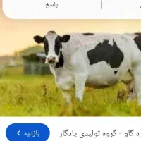 شیر محلی مخصوص