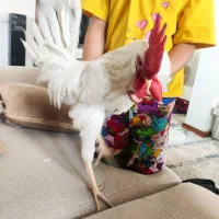 خروس شش ماهه سفید