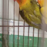 فنچ‌و‌طوطی‌برزیلی‌|پرنده|خرمدره, |دیوار