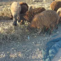 فروش ۹ عدد بره|حیوانات مزرعه|جوین, |دیوار