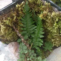 تراریوم هدیه ای خاص|گل و گیاه طبیعی|شاهرود, |دیوار