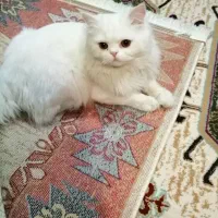 گربه پر شین سفید نر 6ساله عقیم نشده