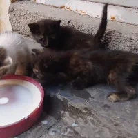 واگذاری رایگان بچه گربه