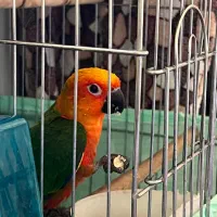 سان کانور خورشیدی