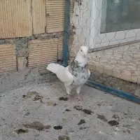 نر طوقی|پرنده|خمینی‌شهر, |دیوار