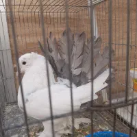 چتری و رواعب|پرنده|قم, حنیف نژاد|دیوار