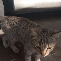 گربه خانگی|گربه|ازنا, |دیوار