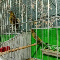 ۴جفت قناری|پرنده|باسمنج, |دیوار