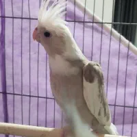 عروس هلندی وایت ابلق|پرنده|اسفراین, |دیوار