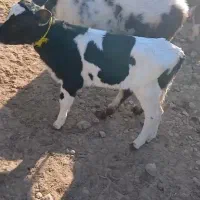 گوساله هولشتاین ماده شیر خوار