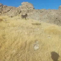 سگ گله ای|سگ|سارال, |دیوار