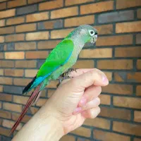 گرینچیک نرمال اسپلیت|پرنده|تهران, سعادتآباد|دیوار