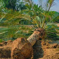 ارسال پالم با مجوز سازمان جهادکشاورزی|خدمات باغبانی و درختکاری|قشم, |دیوار