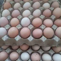 تخم مرغ محلی