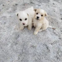 توله پاکوتاه اشپیتز|سگ|مرودشت, فیروزی|دیوار