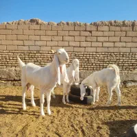 بزگلابی اصیل