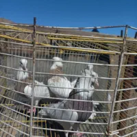 کبوتر طوقی|پرنده|اردکان, |دیوار