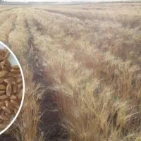 فروش یک تن بذر گندم رقم باران بوجاری شده سم زده