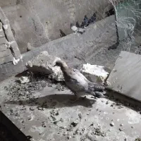 مطلق پر دون خور|پرنده|لاران, |دیوار