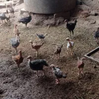 حیوانات مزرعه