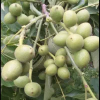 نهال گردو بهترین نژاد چندلر وژنوتیپ اسرایلی