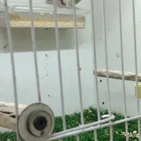 فنچ گلدین ماده|پرنده|تهران, هفده شهریور|دیوار