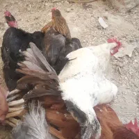 ۴تا مرغ تخم گذار به یک خروس محلی