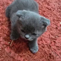 بچه گربه اسکاتیش دو عدد