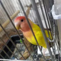 طوطی برزیلی