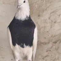 طوقی درجه یک|پرنده|کاشان, خرمدشت|دیوار