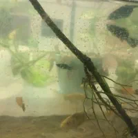 ماهی گوپی و مولی